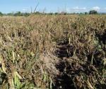 Afecta el cambio climático al campo