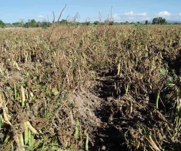 Afecta el cambio climático al campo