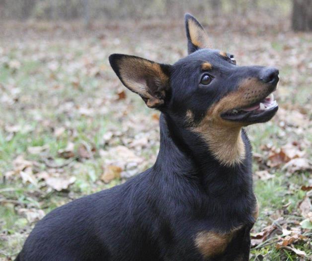 Hay una nueva raza del American Kennel Hay una nueva raza del American Kennel