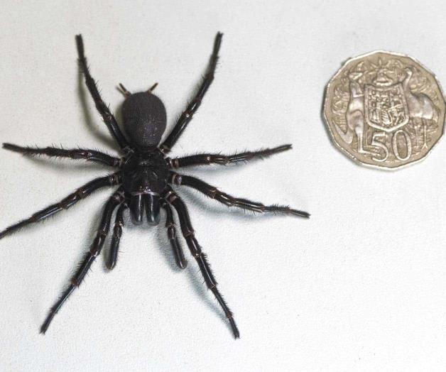 Hallan una de las arañas más venenosas del mundo en Australia Hallan una de las arañas más venenosas del mundo en Australia
