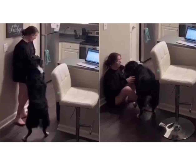 Captan a perro salvando a dueña a punto de desmayarse