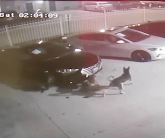 Causan perros callejeros cuantiosos daños a autos Causan perros callejeros cuantiosos daños a autos