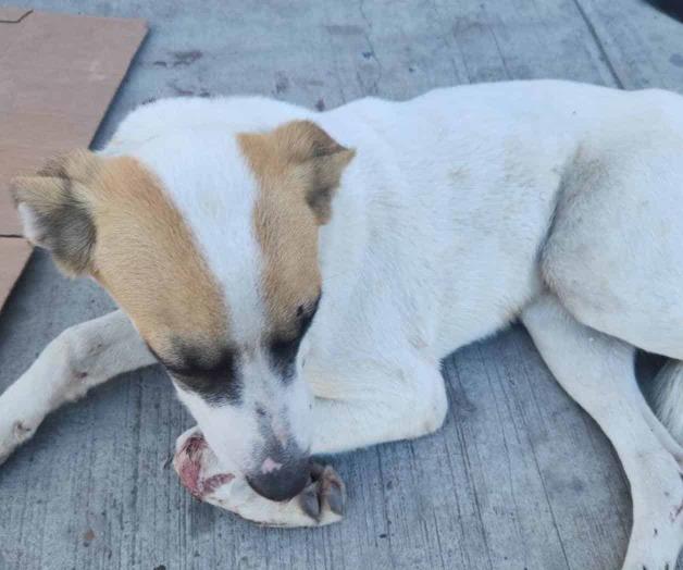 Atropellan a perrito;deambulaba desorientado