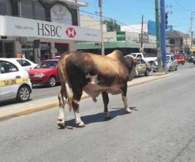 Ayuntamiento de Altamira amenaza con retener semovientes sueltos