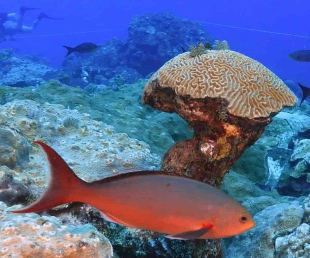 Prosperan arrecifes texano