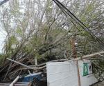 Tumba aire enorme árbol sobre cableado de CFE y un carro