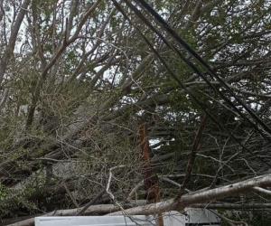 Cae enorme árbol sobre cableado de CFE y un carro en Tampico