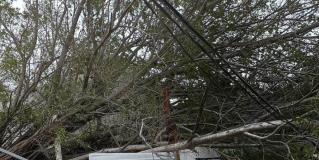 Cae enorme árbol sobre cableado de CFE y un carro en Tampico