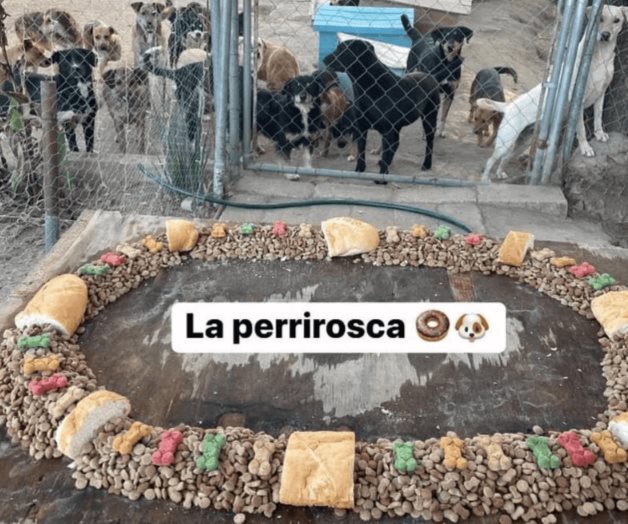 Regalan peculiar Rosca de Reyes a refugio de perros en Tlaxcala