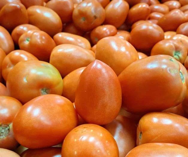 Persiste el tomate al alza