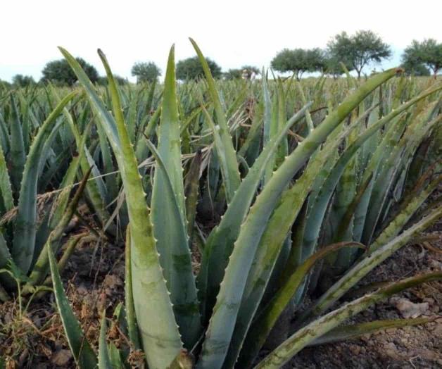 Aloe vera, auxiliar para eliminar las bolsas de los ojos