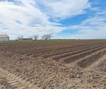 Darán inicio las siembras de sorgo en Reynosa