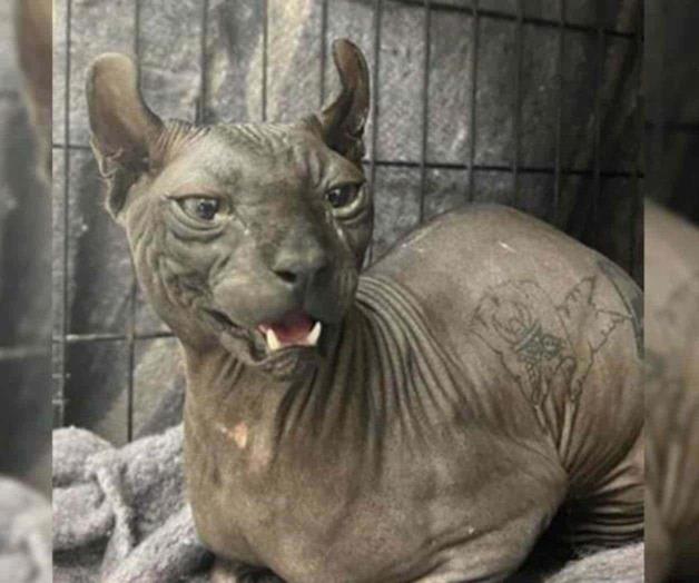 Reaparece en redes gato tatuado que rescataron en penal Reaparece en redes gato tatuado que rescataron en penal