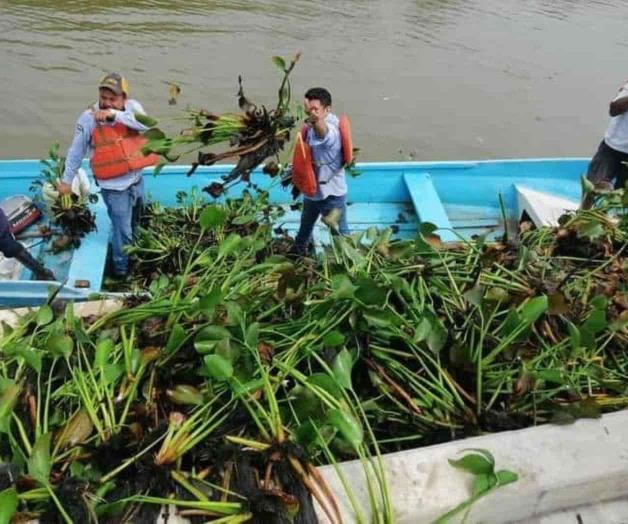 Invade plaga de lirio el sistema lagunario Invade plaga de lirio el sistema lagunario