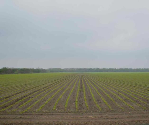 Empiezan campos a pintarse de verde