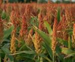 Peligros y controles de operaciones agrícolas