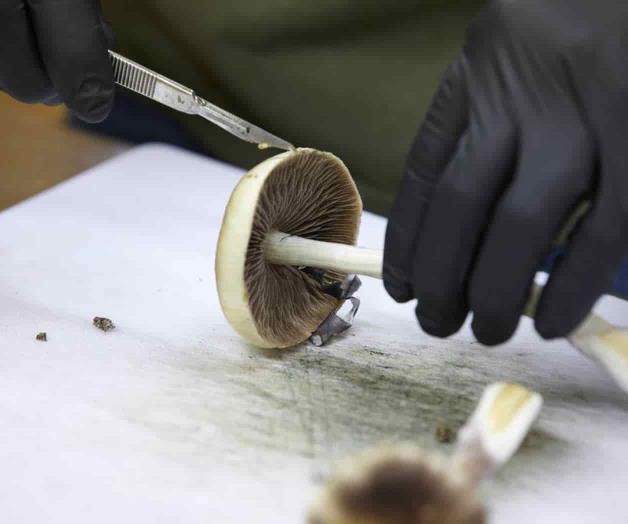 Venden medicamentos LSD