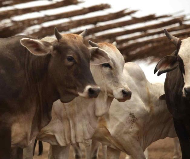 Merma sequía el hato de ganado en Tamaulipas