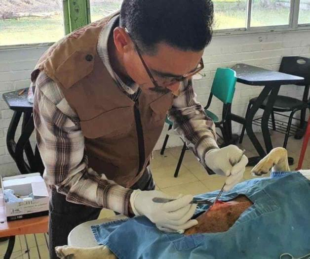 Cuota de 200 pesos por castrar animales