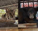 Rehabilita Zoológico Tamatán a osezna, lince y ocelote