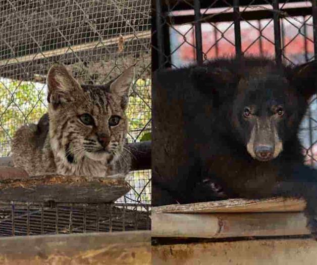 Rehabilita Zoológico Tamatán a osezna, lince y ocelote Rehabilita Zoológico Tamatán a osezna, lince y ocelote