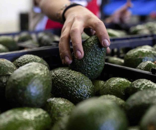 La deforestación amenaza el suministro de aguacate para el Super Bowl