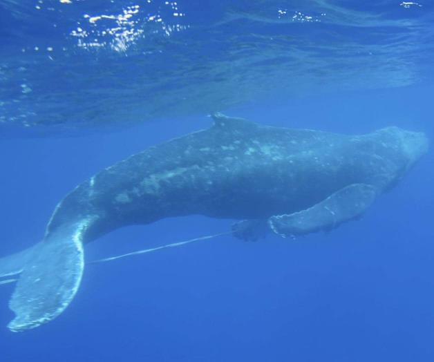 El impacto del cambio climático en las especies migratorias El impacto del cambio climático en las especies migratorias