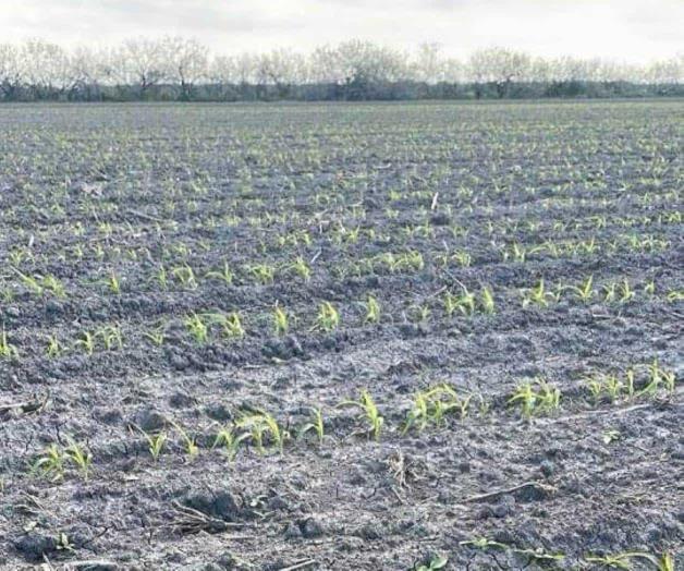 Bombardearán las nubes con yoduro de plata en Reynosa
