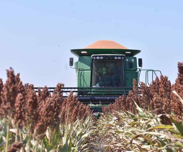 Sufren productores tamaulipecos por la sequía y extorsiones Sufren productores tamaulipecos por la sequía y extorsiones