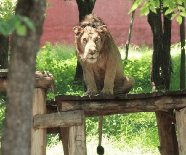 Quiso tomarse una selfie con un león; murió devorado