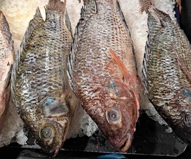 Carísima Cuaresma: Elevan precios de pescados