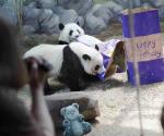 Atlanta es el único con pandas en EU