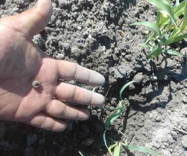 Ataca plaga de gusano sembradíos de sorgo