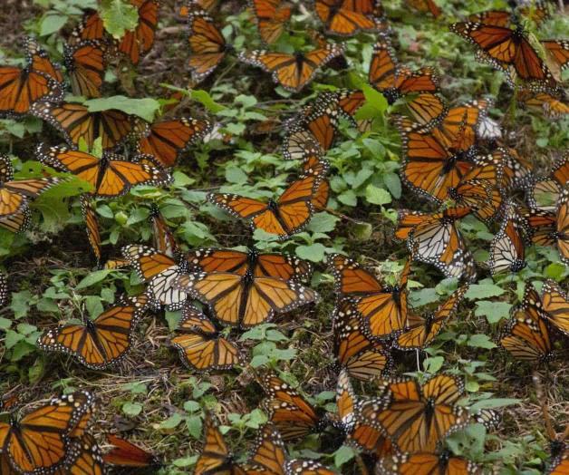 Celebración del Festival Biocultural de la Mariposa Monarca 2024 en Michoacán