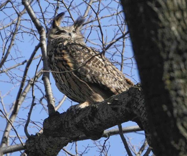 Confirman que Flaco, famoso búho de Nueva York, murió por impacto traumático Confirman que Flaco, famoso búho de Nueva York, murió por impacto traumático