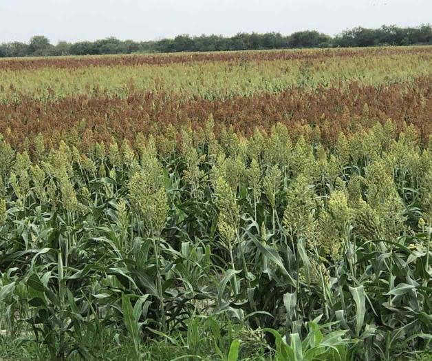 Van en descenso precios de granos