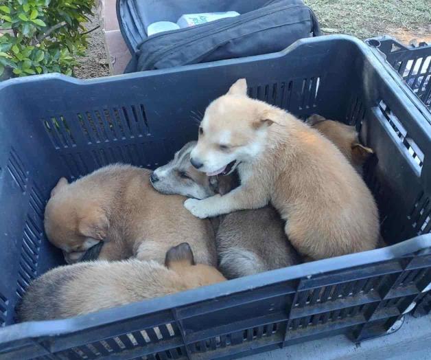 Venden sin control medicinas, animales y piratería en Guadalajara