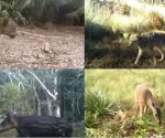 Cámaras retratan avistamientos de especies silvestres en México