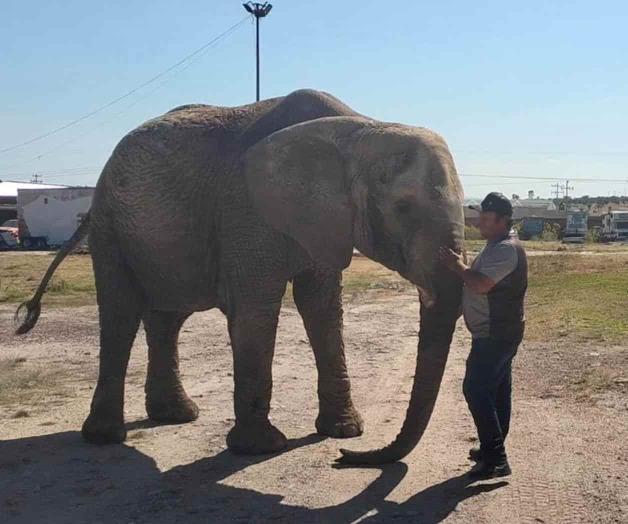 Elefanta Annie en busca de un hogar definitivo con la ayuda de Profepa