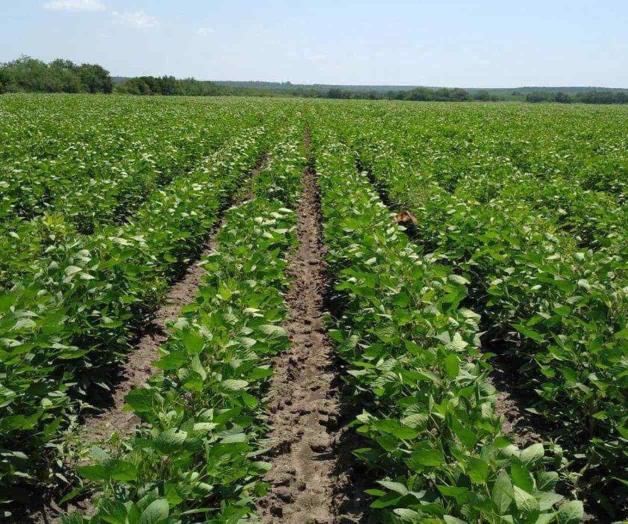 Buscan cultivo alternativo: Orilla a productores desplome en el precio del sorgo Buscan cultivo alternativo: Orilla a productores desplome en el precio del sorgo
