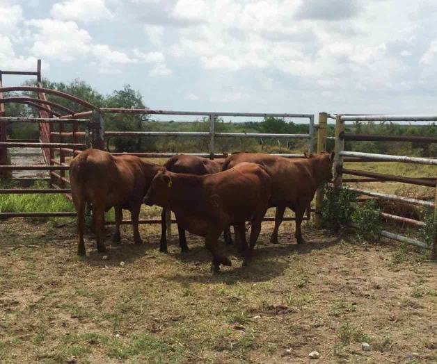 Mueren reses por la sequía Mueren reses por la sequía