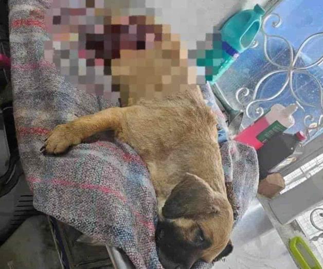 Trágico suceso en Linares: Joven dispara a perro