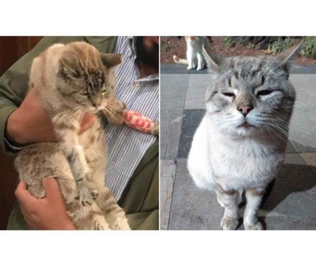 Muere Zeus, uno de los gatos de Palacio Nacional