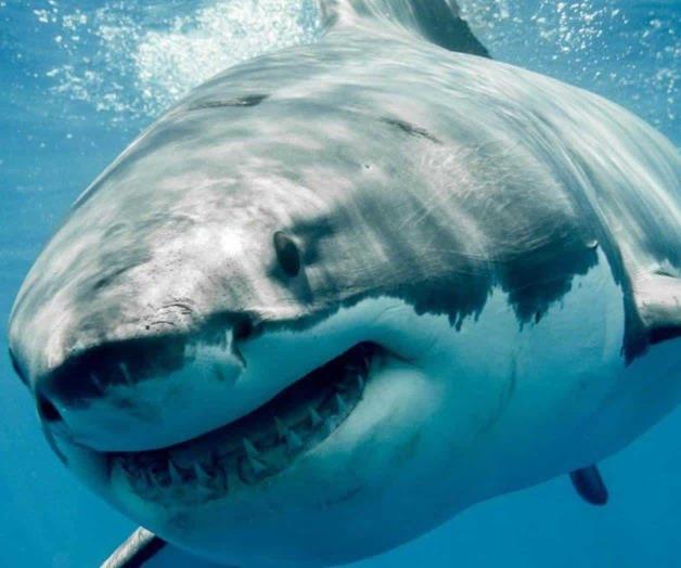 Autoridades de Matamoros en alerta por presencia de tiburón blanco