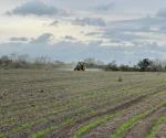 Concluye siembra de sorgo en Valle de San Fernando