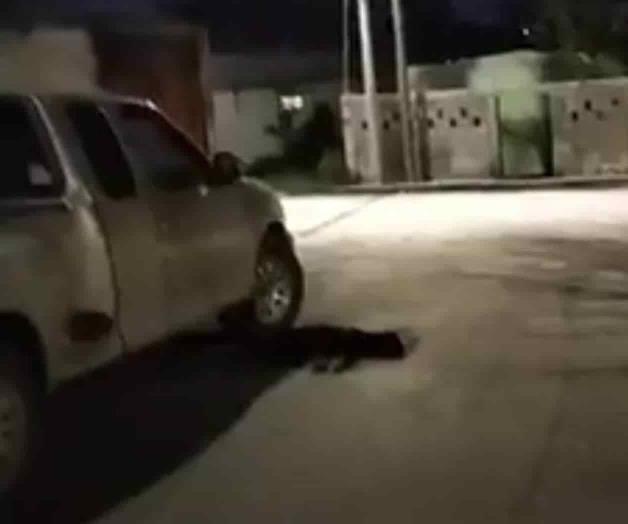 Asesinato de un perro desata indignación en Cadereyta