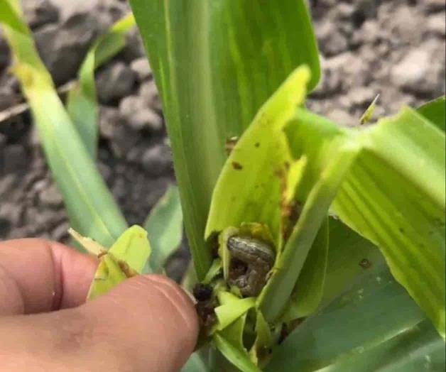 Laboran en evitar plagas agrícolas