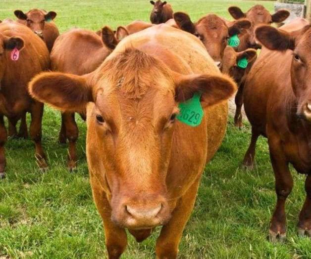 Publican la nueva ley ganadera con retraso