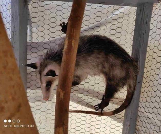 Temen extinción de marsupial mexicano