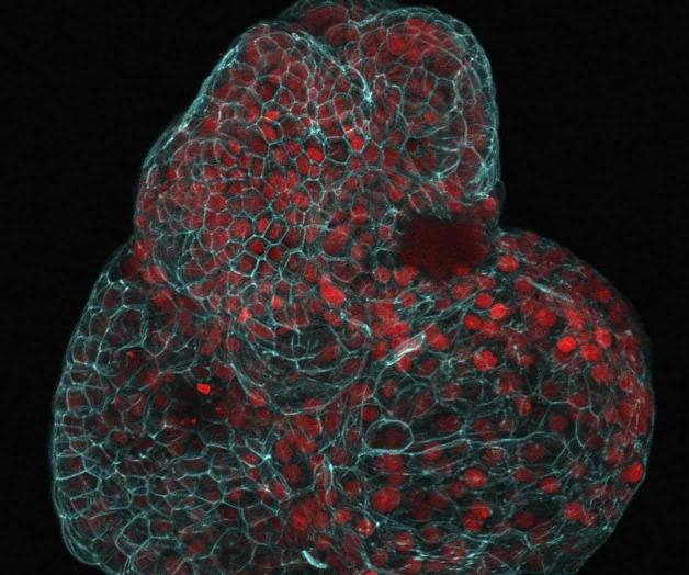 Cultivan pulmones y otros órganos Cultivan pulmones y otros órganos